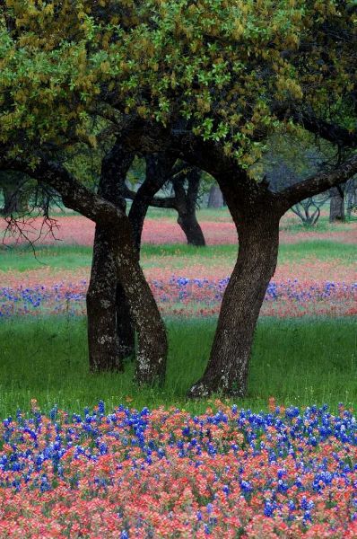 TX, Hill Country, Texas flowers and Dancing Trees